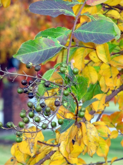 colorful fall foliage. 