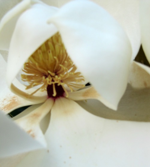The Beauty and Fragrance of Magnolia’s