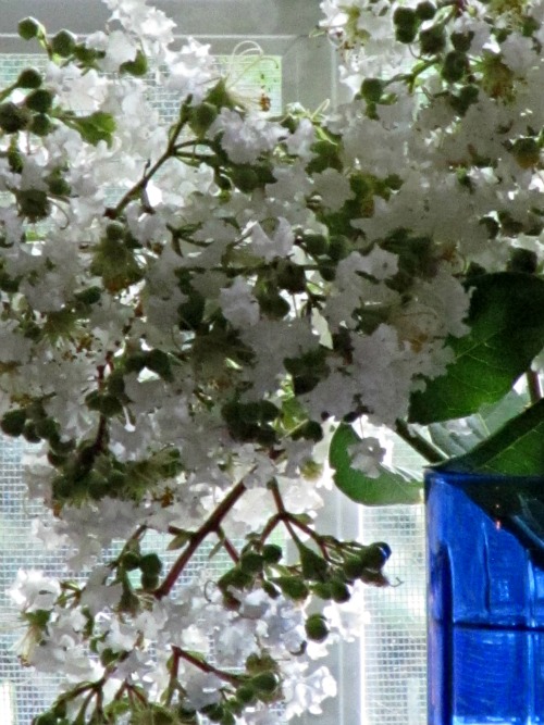 white flowers in a blue vase. 