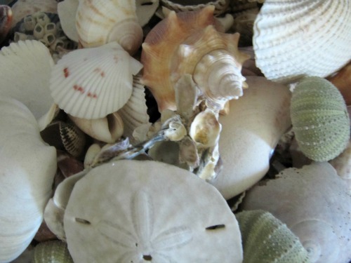 pile of shells, summer fun list. 