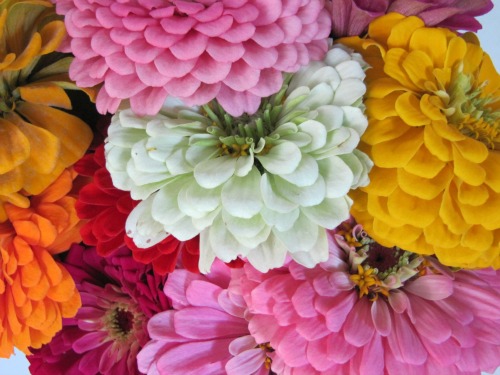 Sugar Cookies, Zinnia’s and a Summer Weekend