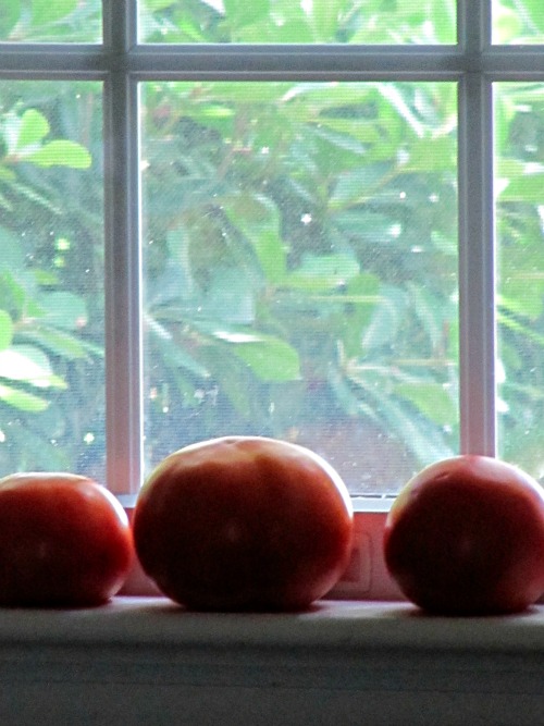 The View from My Kitchen Sink…
