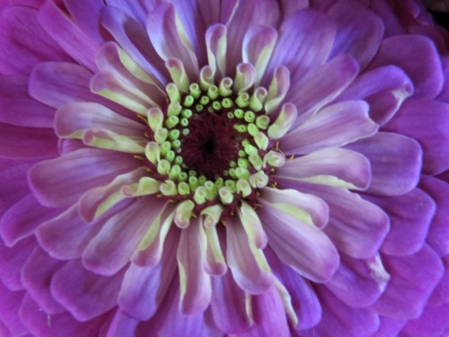 Friday Favorites 8-9-2013 from Cashmere Lover, One Kings Lane, Pinterest, Austenland and More