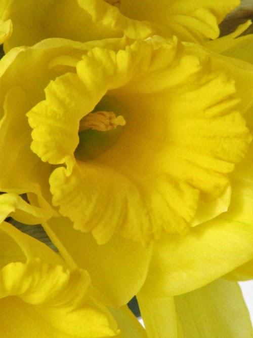 daffodills-yellow-flowers
