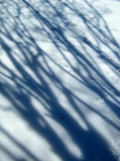 Winter Shadows
