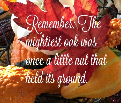 Silent Sunday 11-8-2015