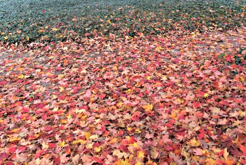 Fall in Love with Fall on My Pinterest Boards