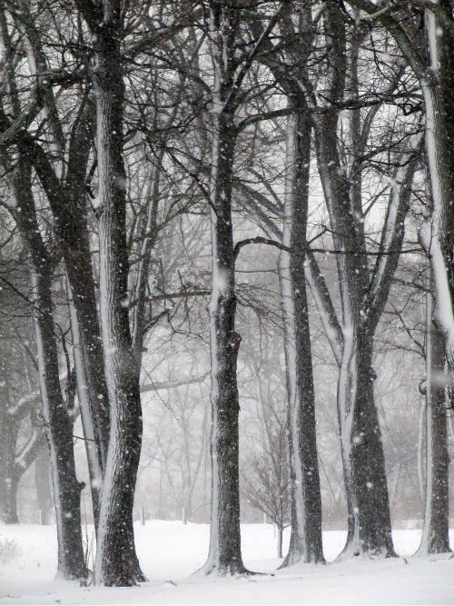 Bare treese covered in snow. 