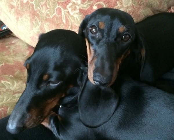 Fun Finds for Dachshund Lovers