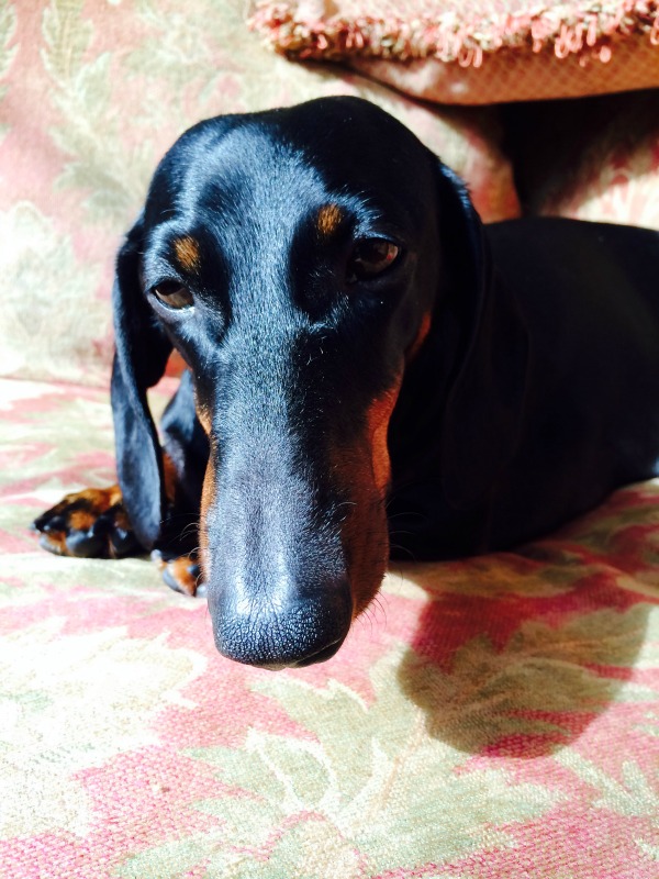 The Dog Days