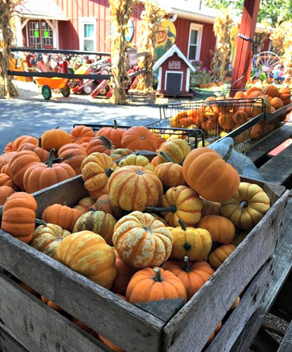 The Colors of Fall: Fashions for You and Your Home