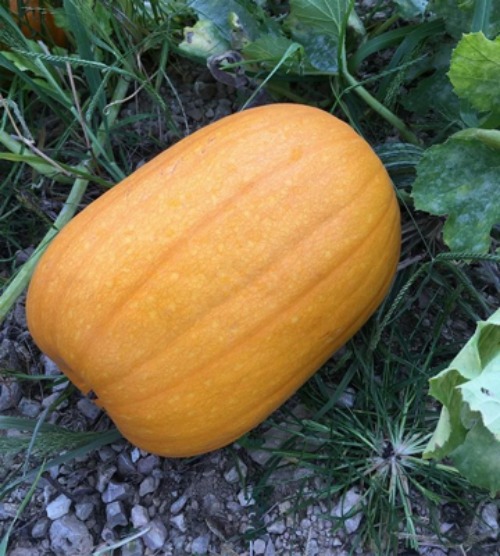 Just Curious…What Do You Think About Fall?