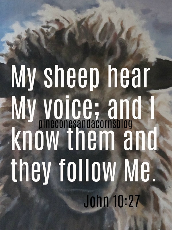 Silent Sunday 9-3-2017