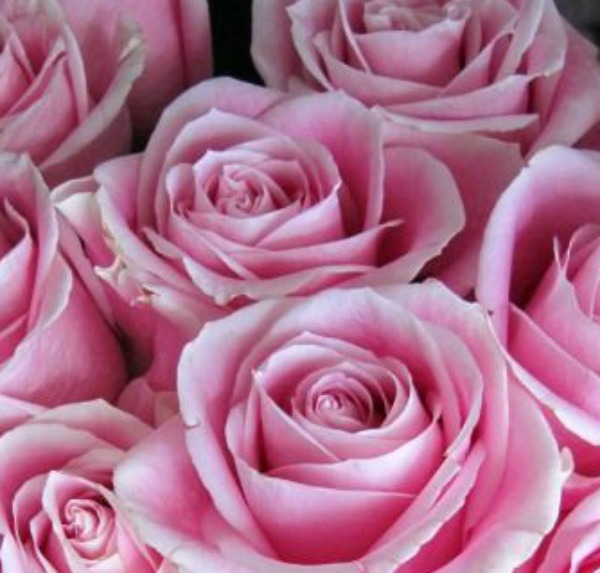Pretty in Pink