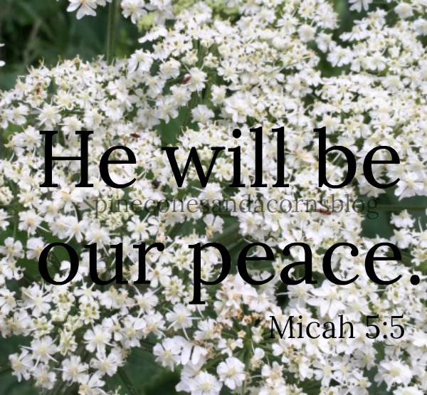 Silent Sunday 5-27-2018