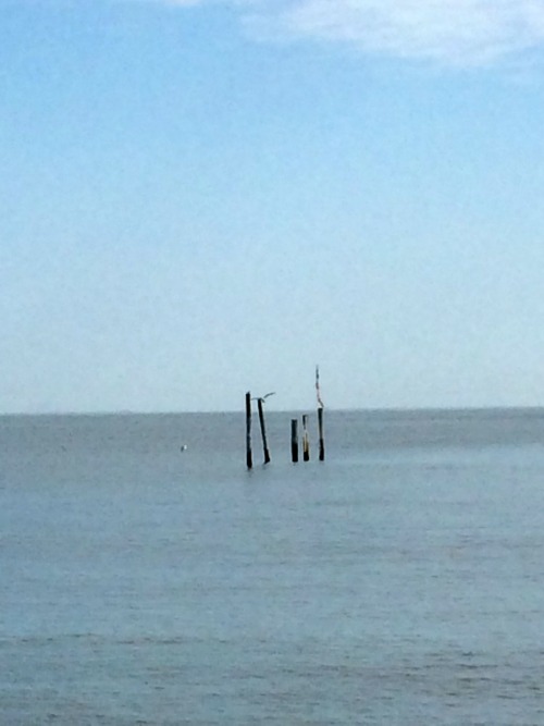 ocean with 5 wood poles with sea gulls sitting on top. 