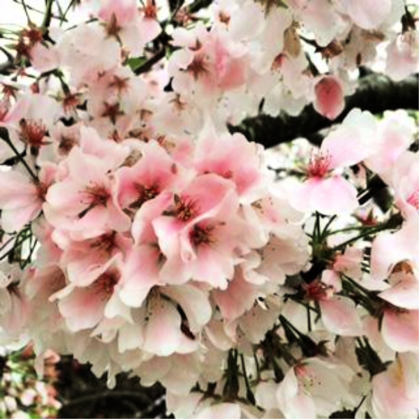 Life Lately…April