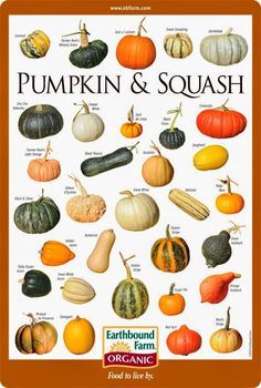 15 Squash Recipes to Broaden Your Squash Horizon