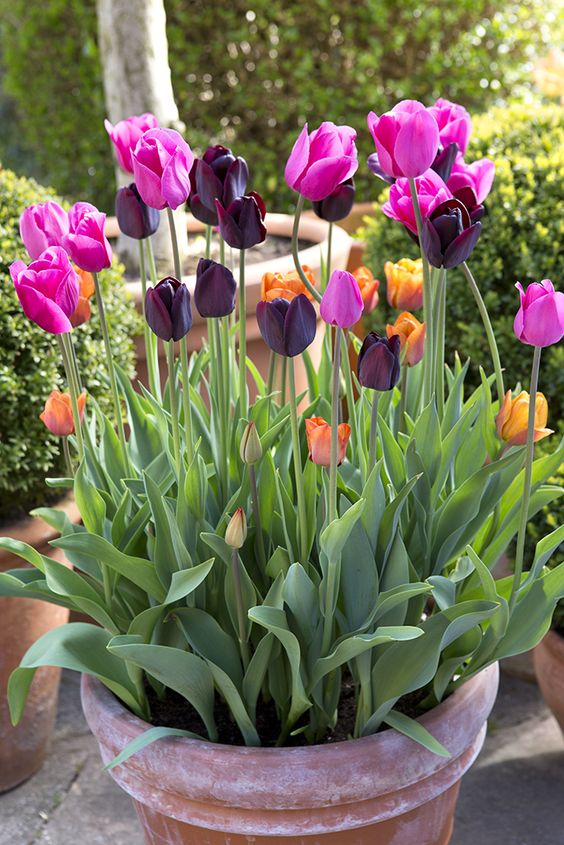Tell Me About Your Spring Gardening Plans