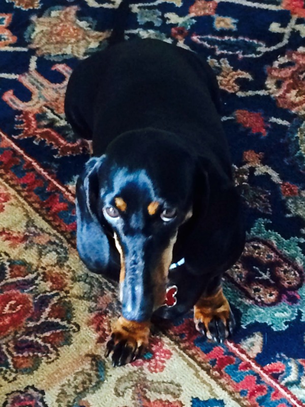 Pisa the dachshund