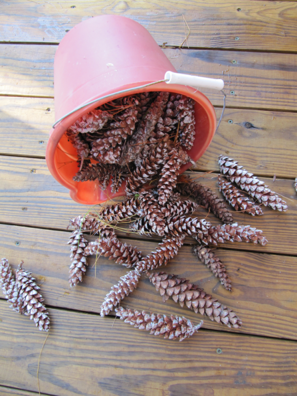Bucket of pinecones