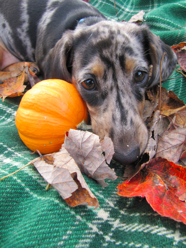 Patches-dachchund