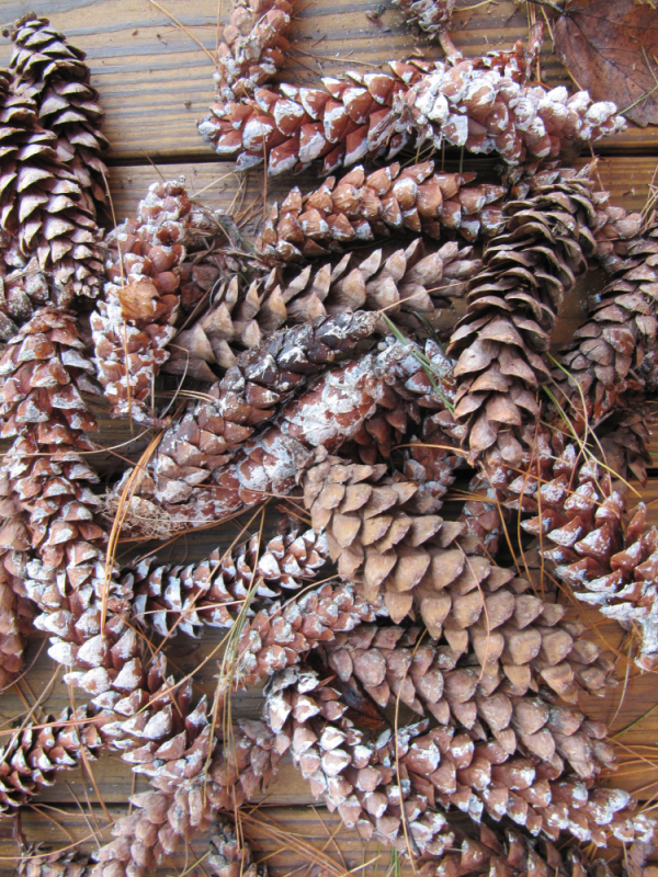 Pinecones