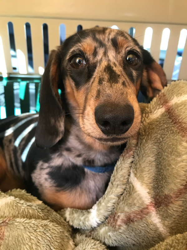 Dachshund puppy in a small kennel 