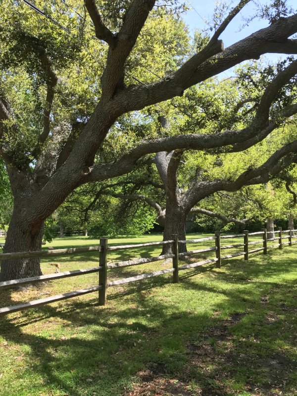 trees and a green meadow with a fence