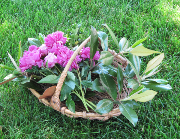 fuschia peonies in a wicker basket.