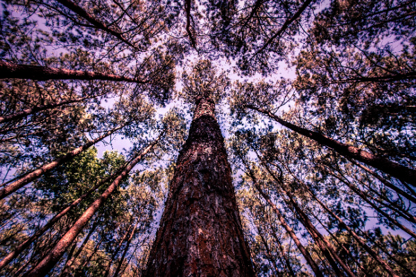 the view from the base looking up at a forest of longleaf pine trees