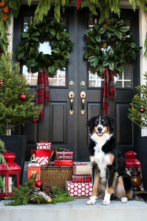 Black and white dog sitting on front porch decorated for christmas.