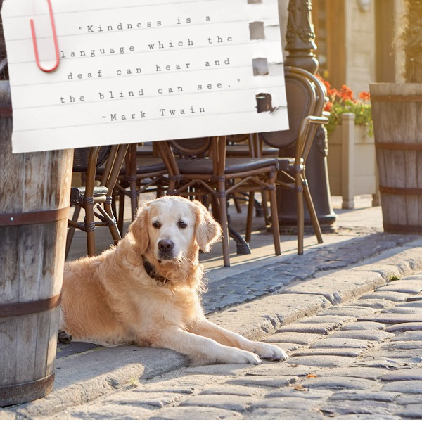 golden retriever laying on a cobblestone coourtyard