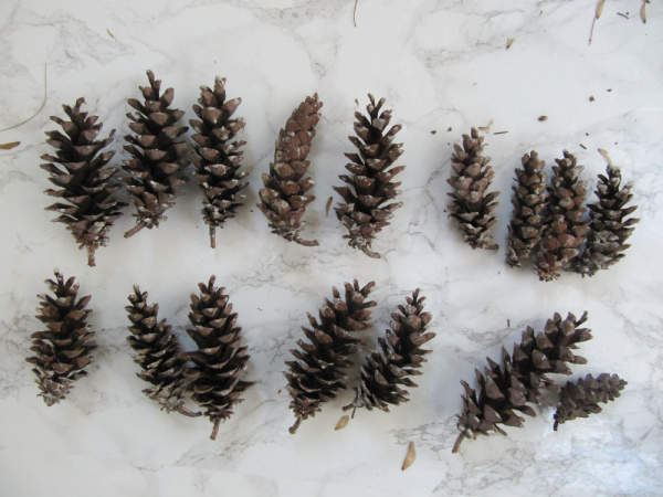pinecones of various sizes