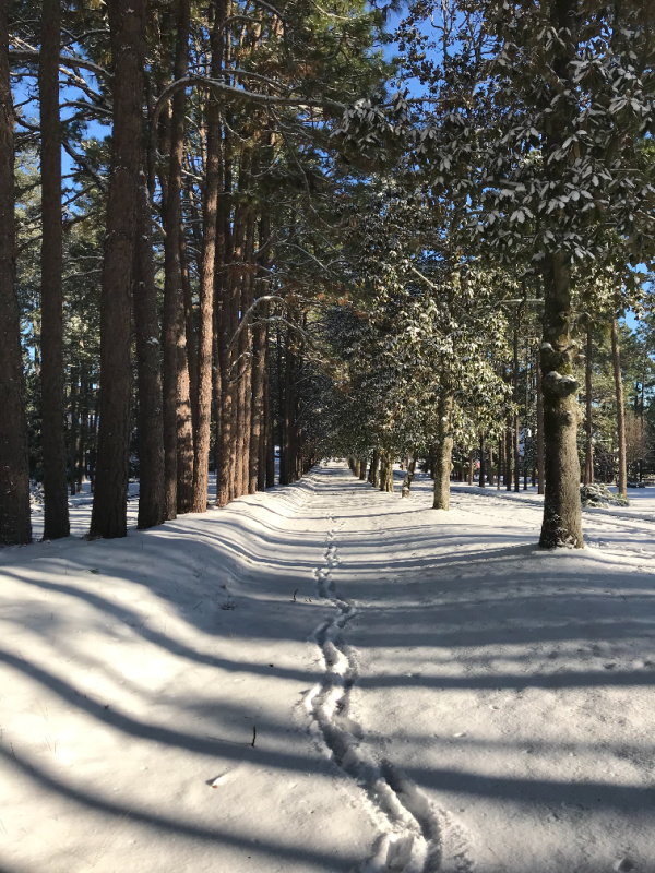foot prints in the snow