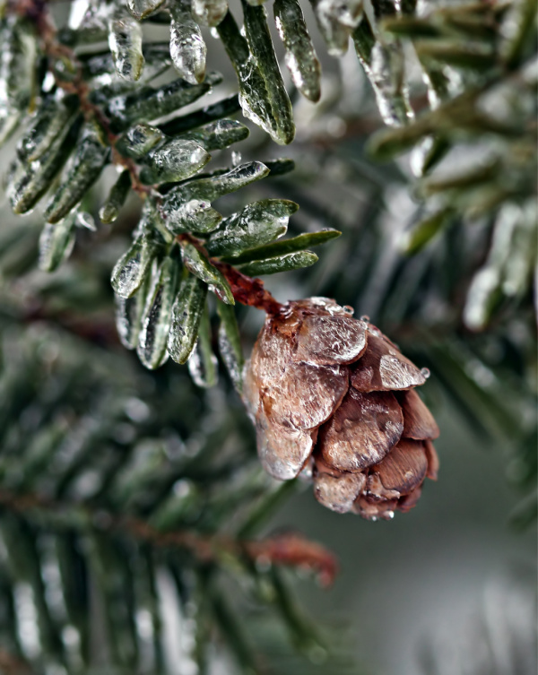 ice covered pinecone and pine needles