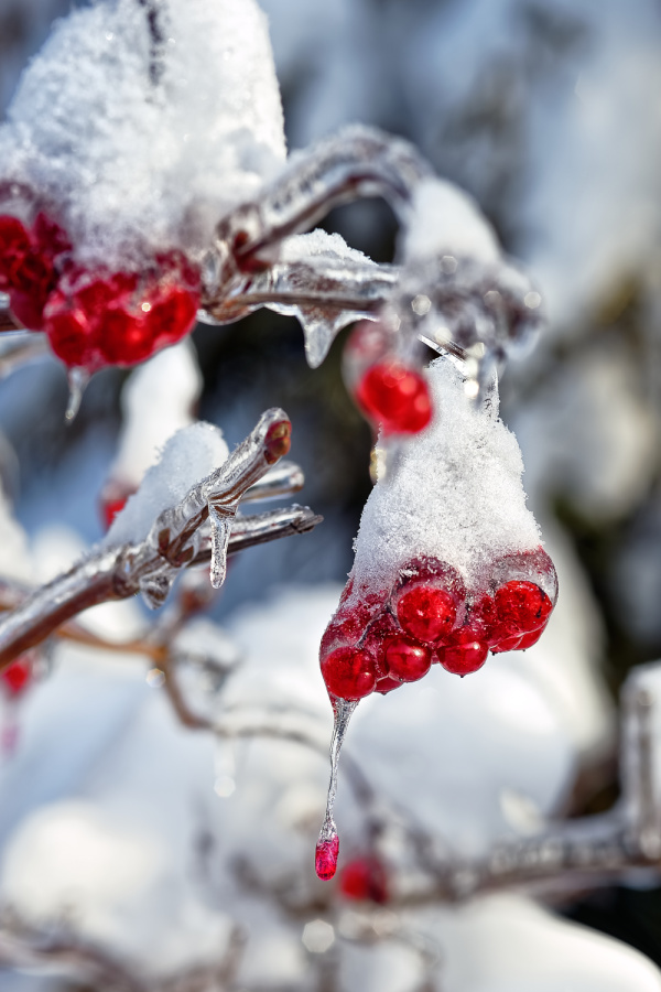 ice encased red holly berries