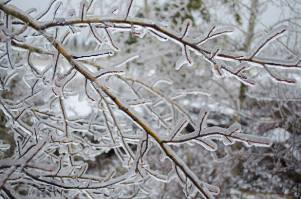 ice encased tree branches