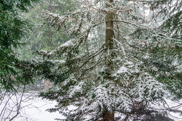 snow falling on pine trees