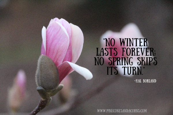 Silent Sunday No winter lasts forever; no spring skips its turn. —Hal Borland