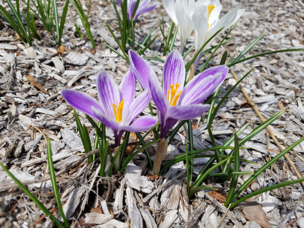 crocus