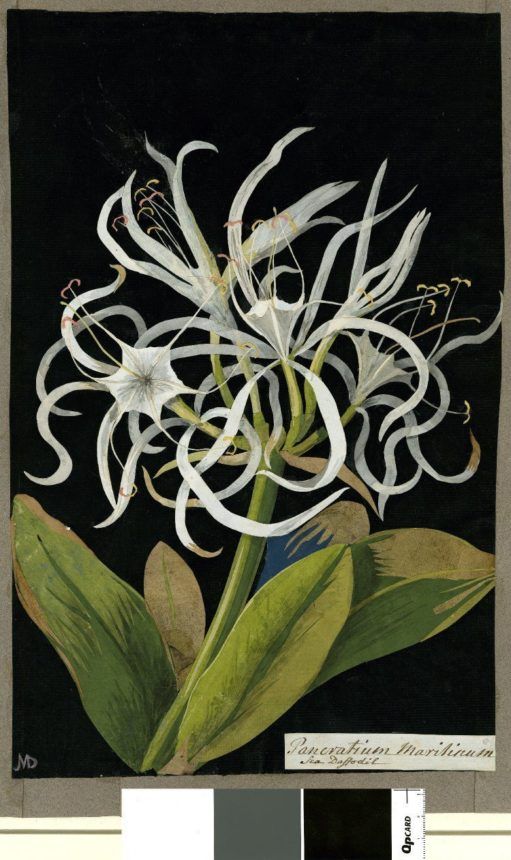 botanical illustration