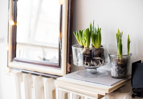 hyacinth bulbs in glass containers