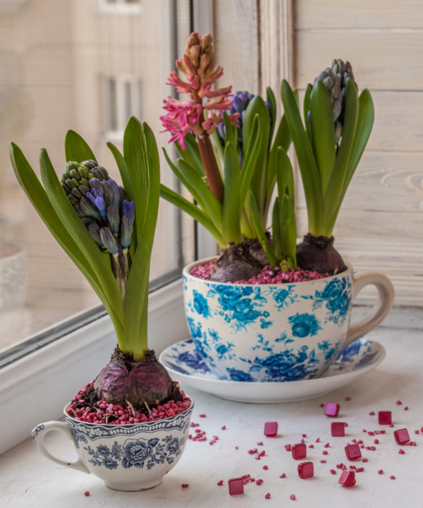 hyacinth bulbs in vintage tea cups
