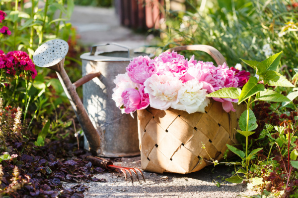 peonies