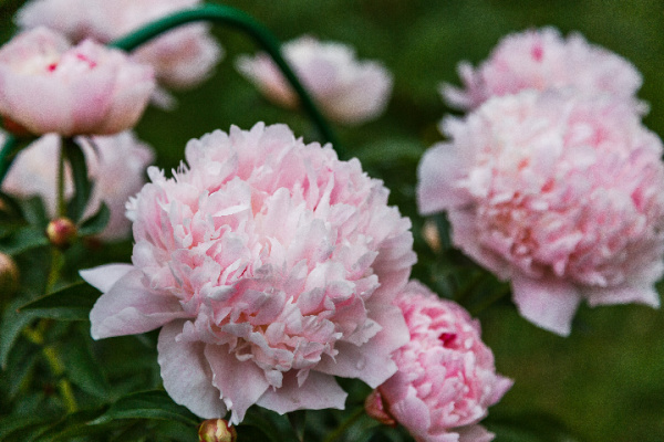 pink peonies