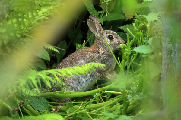 rabbit in the grass
