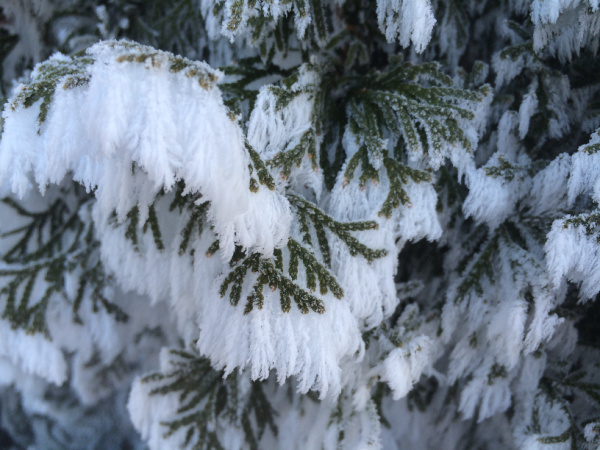 snow feathers on pine trees