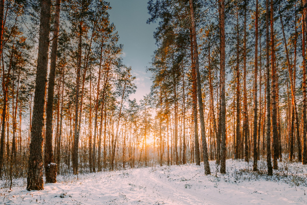 sunrise through the pines