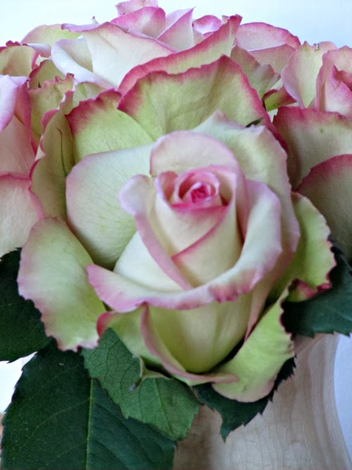 valentine-roses-pink
